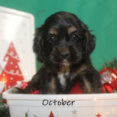 puppy, for, sale, Cocker Spaniel, Joe & Cherri  Overlease, dog, breeder, Miller, MO, dog-breeder, puppy-for-sale, forsale, nearby, find, puppyfind, locator, puppylocator, aca